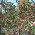 Euonymus europaeus automne